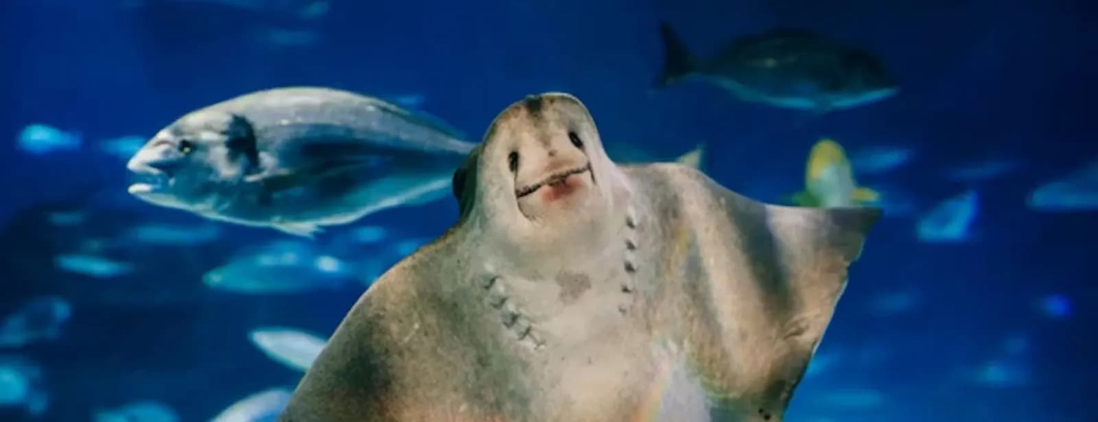 11,000 Marine Animals