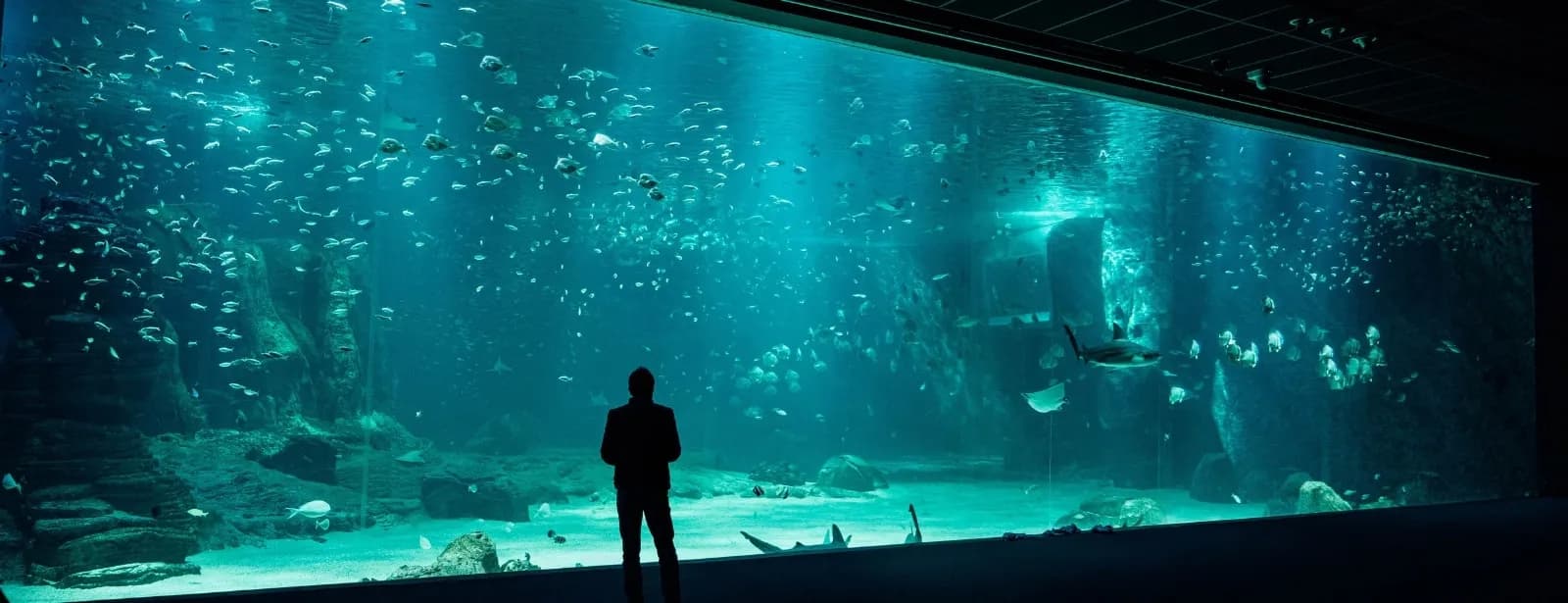 Walk Among the Sharks
