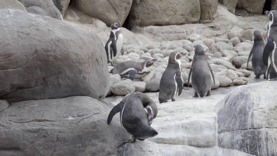 Meet the Penguins