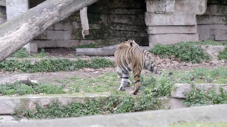 Wildlife From Around the World